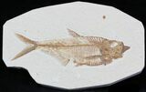 Detailed Diplomystus Fish Fossil From Wyoming #32779-1